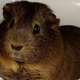 This Guinea Pig is named “Hanger Dan.” (Image Courtesy of Portland Guinea Pig Rescue)